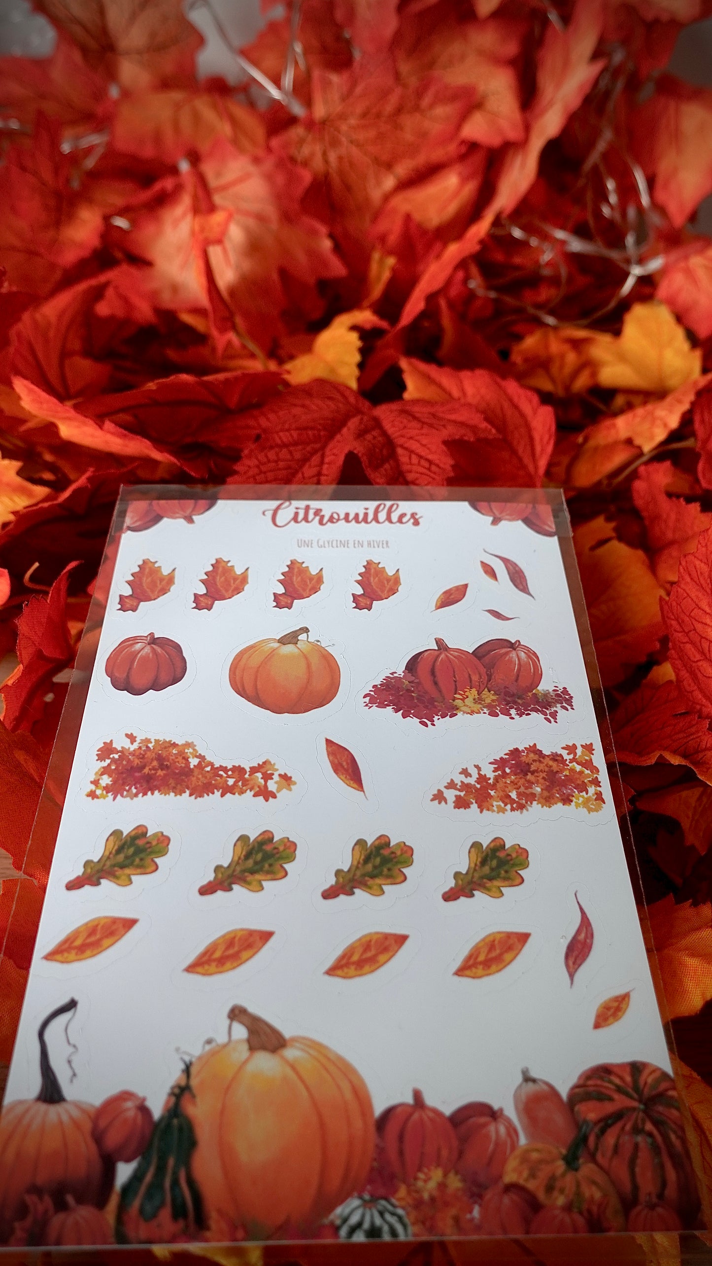 BOX D’AUTOMNE