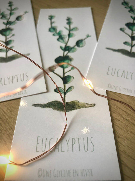 Marque-pages Eucalyptus